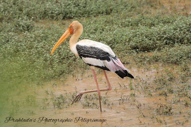 Birds of Chitradurga – Part 3