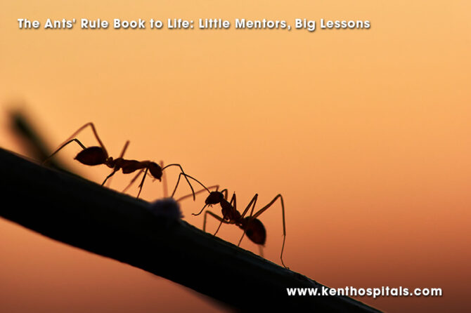 The Ants’ Rule Book to Life: Little Mentors, Big Lessons